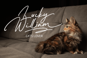 Sweetcatty Font - Elegant Signature Script 4 2584444009 - Free Art Files